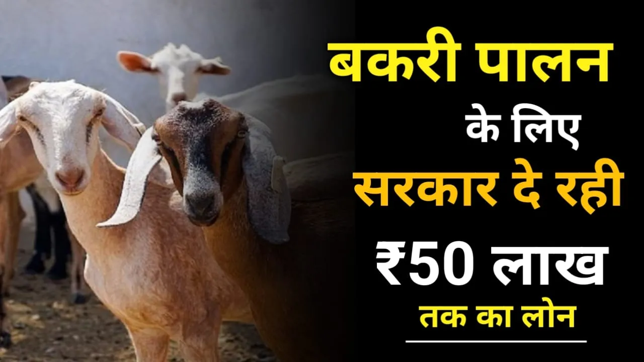 Rajasthan Bakri Palan Yojana 2025: बकरी पालन होगा अब और भी आसान सरकार दे रही ₹50 लाख तक का लोन यहां, करें आवेदन !